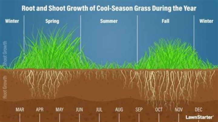 What kind of sod grows in the shade?